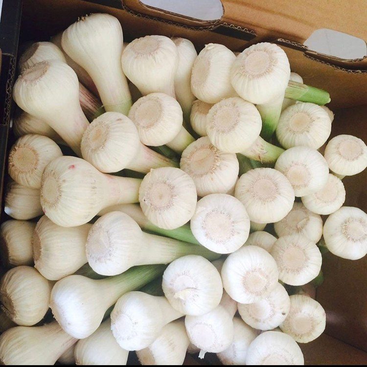 garlic